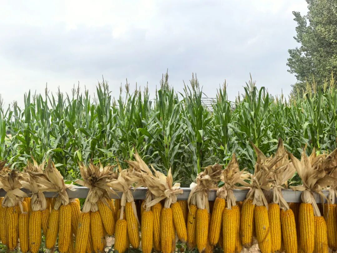 1760431167402820.jpg 1760431167402820.jpg