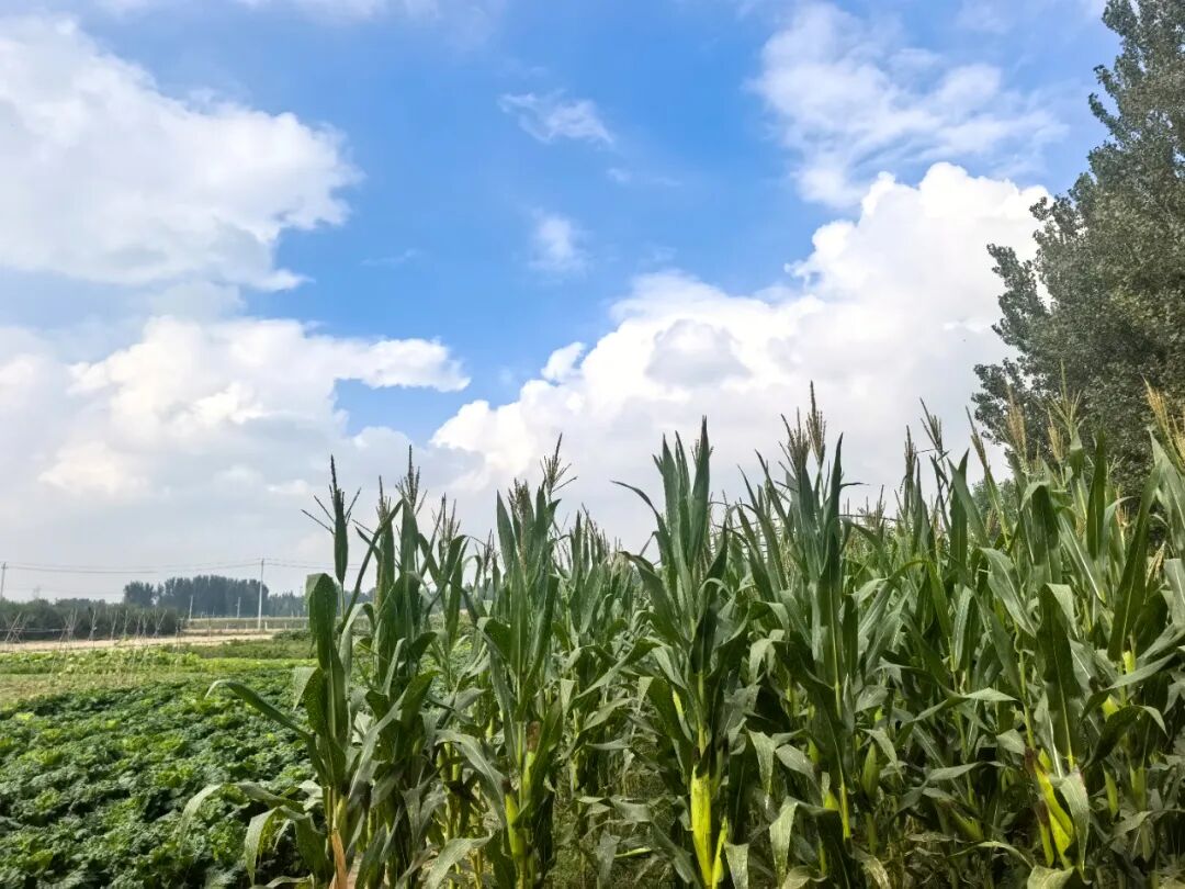 1760431179111473.jpg 1760431179111473.jpg